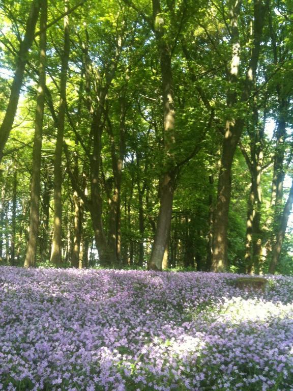 Thornton Lodge Aysgarth Εξωτερικό φωτογραφία